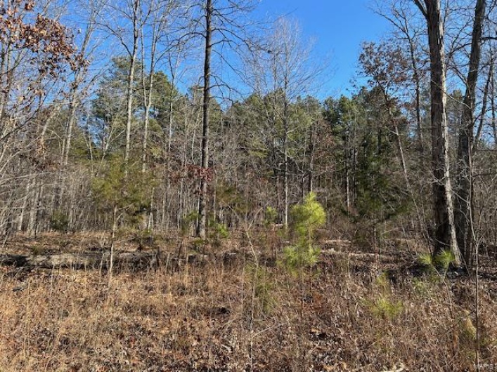 View of local wilderness