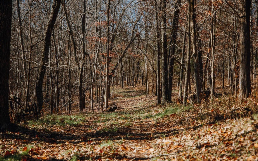 View of local wilderness