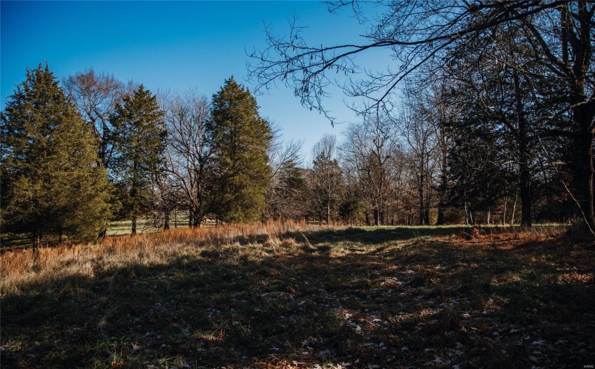 View of local wilderness