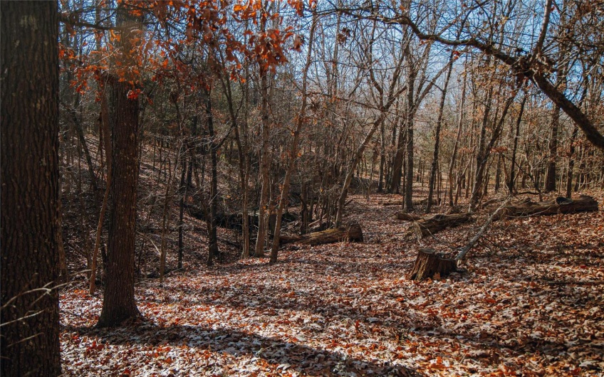 View of local wilderness