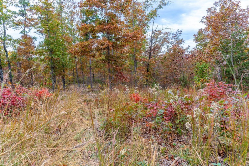 0 Highway JJ (Tract 5), Marquand, Missouri 63655, ,Farm,For Sale,Highway JJ (Tract 5),MAR24078980