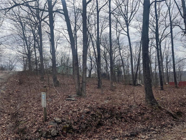 View of local wilderness