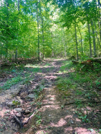 236 Cypress Lake Road, Burfordville, Missouri 63739, ,Farm,For Sale,Cypress Lake,MAR25002268