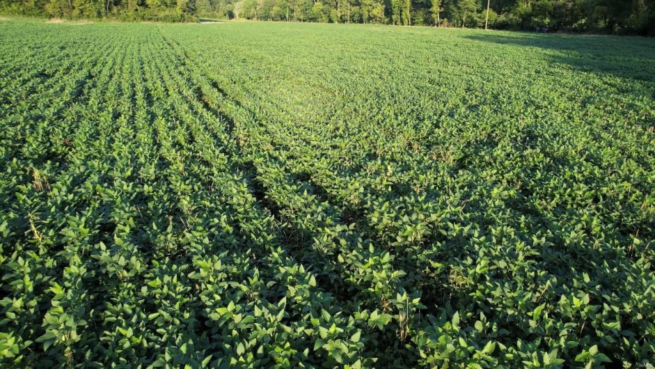0 County Road 256, Advance, Missouri 63730, ,Farm,For Sale,County Road 256,MAR25002167