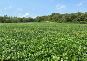 0 County Road 256, Advance, Missouri 63730, ,Farm,For Sale,County Road 256,MAR25002167