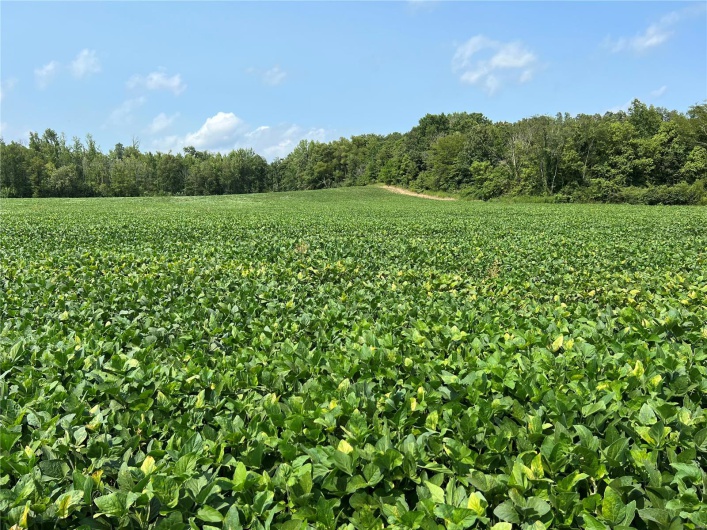 0 County Road 256, Advance, Missouri 63730, ,Farm,For Sale,County Road 256,MAR25002167