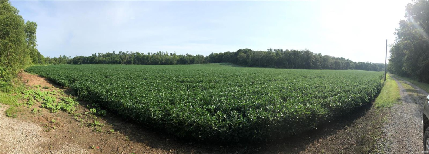 0 County Road 256, Advance, Missouri 63730, ,Farm,For Sale,County Road 256,MAR25002167