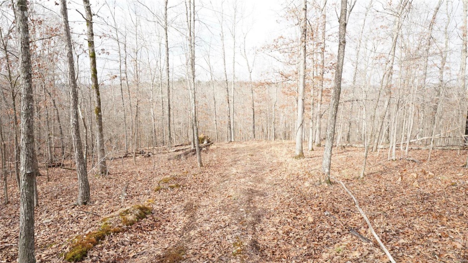 1 Wayne Route P, Lowndes, Missouri 63951, ,Farm,For Sale,Wayne Route P,MAR25002881