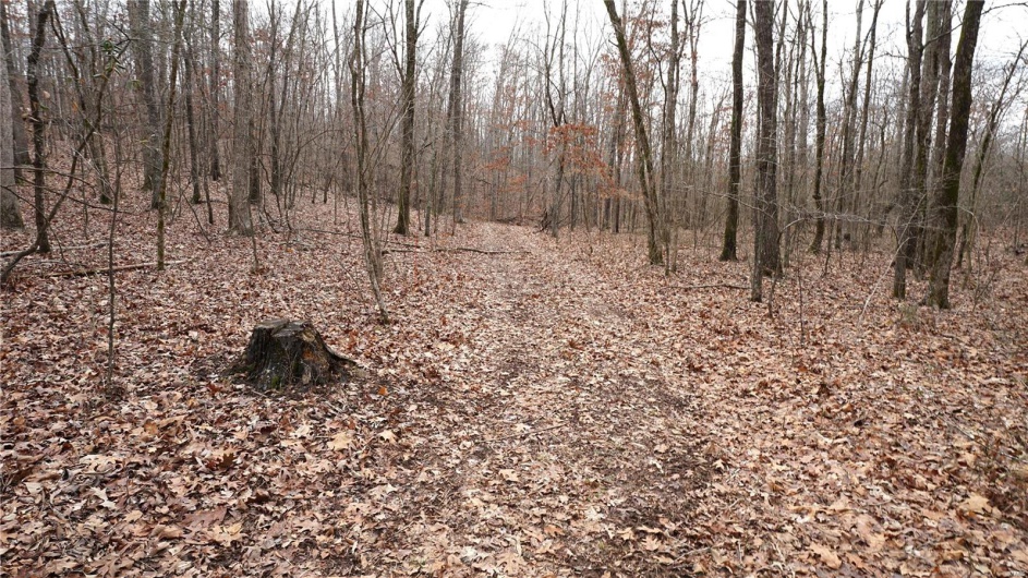 1 Wayne Route P, Lowndes, Missouri 63951, ,Farm,For Sale,Wayne Route P,MAR25002881