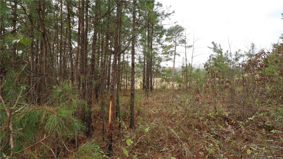 1 Wayne Route P, Lowndes, Missouri 63951, ,Farm,For Sale,Wayne Route P,MAR25002881