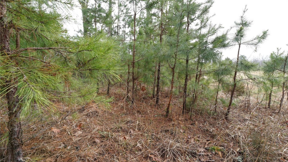 1 Wayne Route P, Lowndes, Missouri 63951, ,Farm,For Sale,Wayne Route P,MAR25002881