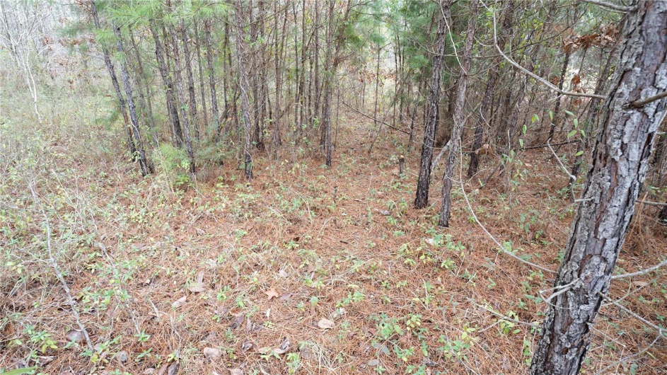 1 Wayne Route P, Lowndes, Missouri 63951, ,Farm,For Sale,Wayne Route P,MAR25002881