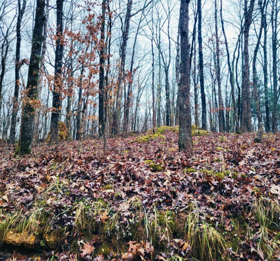 View of local wilderness