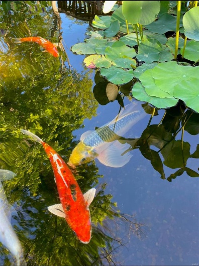 Exterior details featuring Summer view of pond