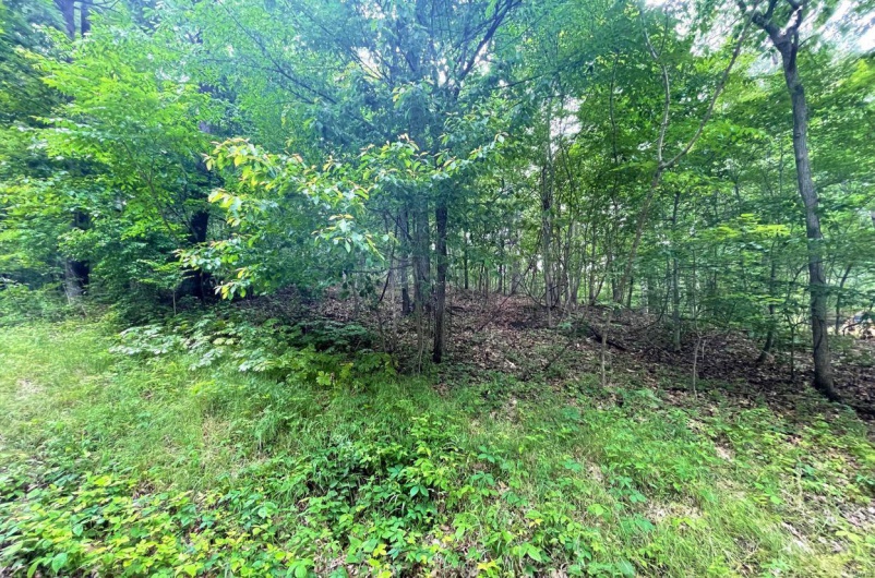 View of nature