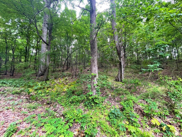 View of nature