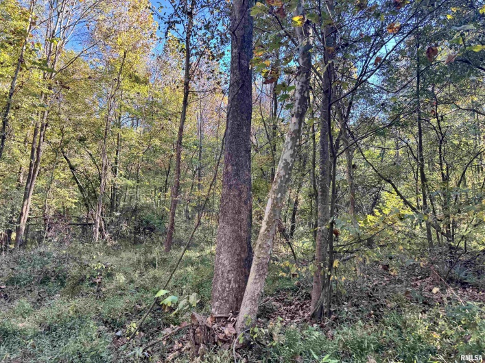 000 Kedron Road, Equality, Illinois 62934, 0 , 0 ,0,Land,For Sale,Kedron,0,RMAEB455608
