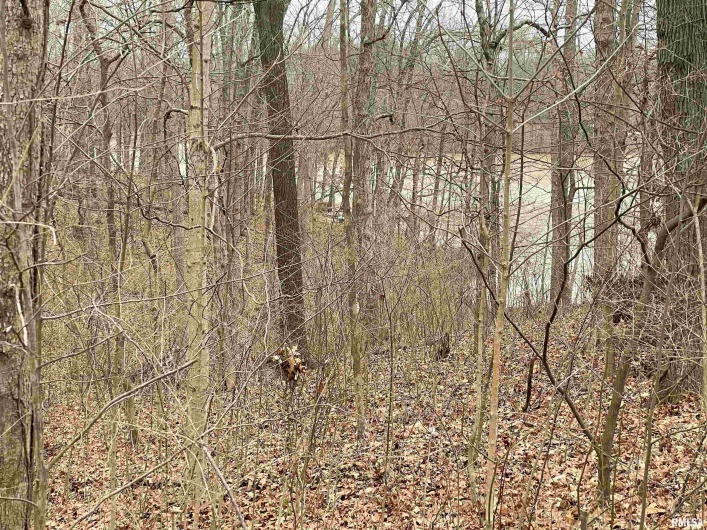 0000 IROQUOIS Trail, Murphysboro, Illinois 62966, 0 , 0 ,0,Land,For Sale,IROQUOIS,0,RMAEB456472