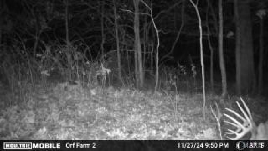0 County Road 804, Glen Allen, Missouri 63751, ,Farm,For Sale,County Road 804,MAR25005693