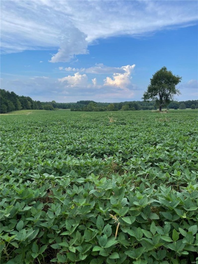 0 County Road 804, Glen Allen, Missouri 63751, ,Farm,For Sale,County Road 804,MAR25005693