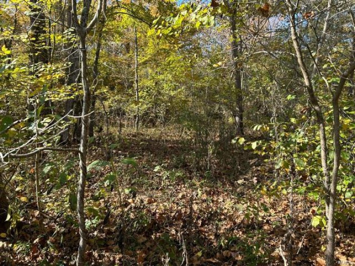 View of local wilderness