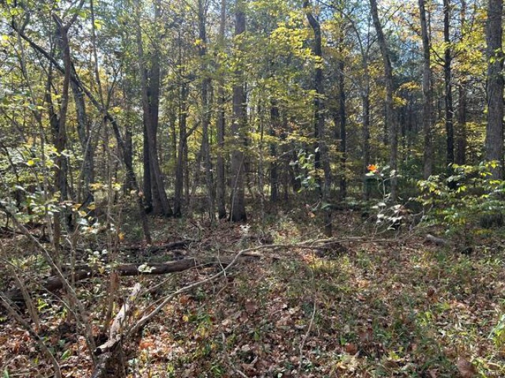 View of local wilderness