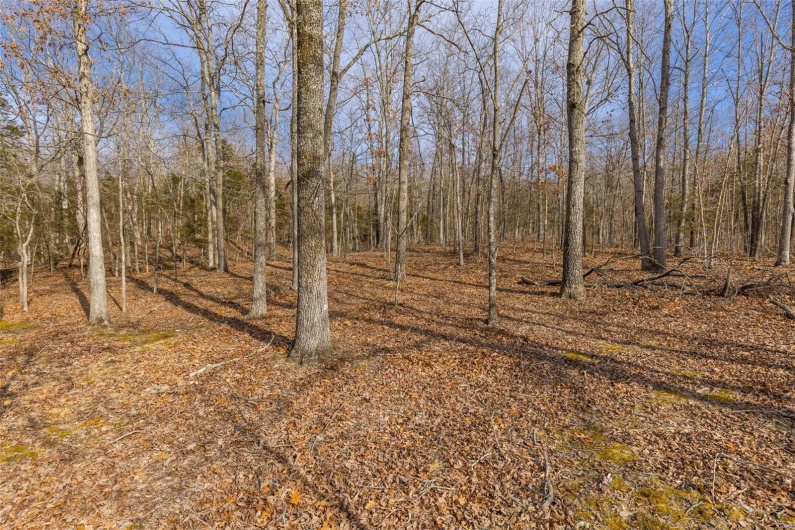 Woods