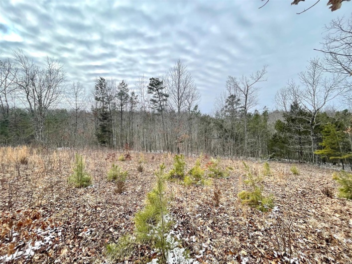 0 58.04 Ac Off Madison 9519, Fredericktown, Missouri 63645, ,Farm,For Sale,58.04 Ac Off Madison 9519,MAR25008627
