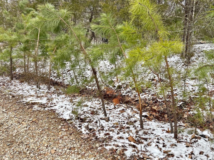 deer rubs everywhere