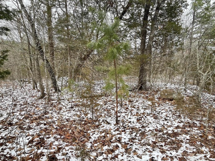 0 58.04 Ac Off Madison 9519, Fredericktown, Missouri 63645, ,Farm,For Sale,58.04 Ac Off Madison 9519,MAR25008627