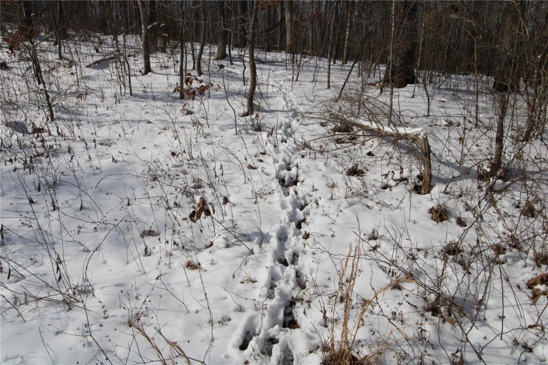 View of snowy landscape