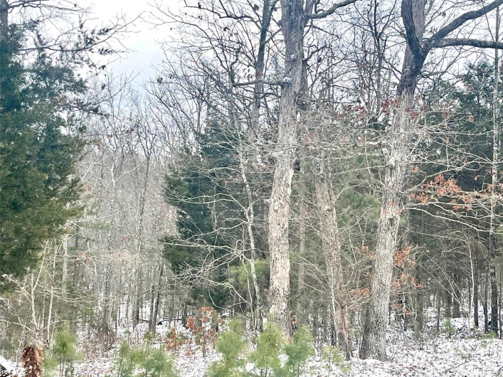 50.10 Acres off Madison 9519, Fredericktown, Missouri 63645, ,Farm,For Sale,50.10 Acres off Madison 9519,MAR25008679