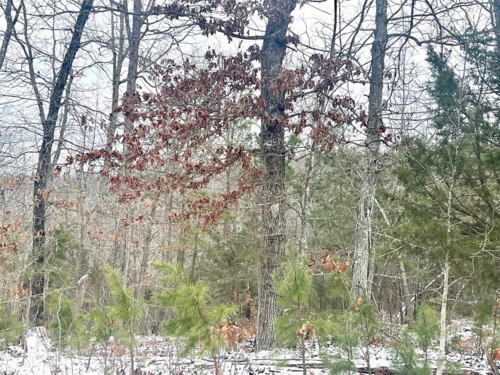 50.10 Acres off Madison 9519, Fredericktown, Missouri 63645, ,Farm,For Sale,50.10 Acres off Madison 9519,MAR25008679