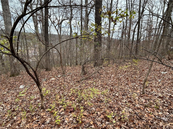 View of local wilderness