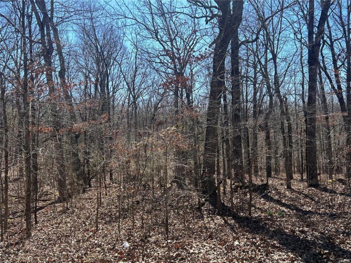 View of nature with a forest view