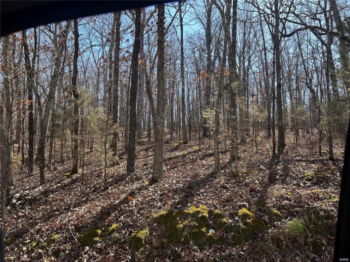 View of local wilderness featuring a view of trees
