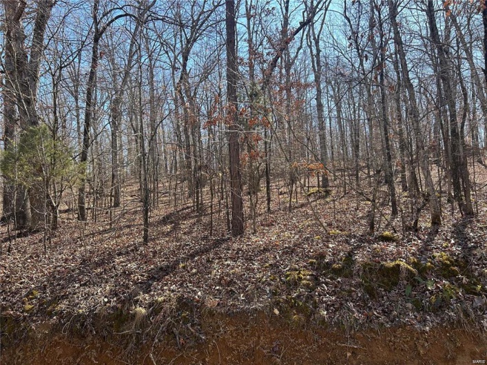 View of local wilderness