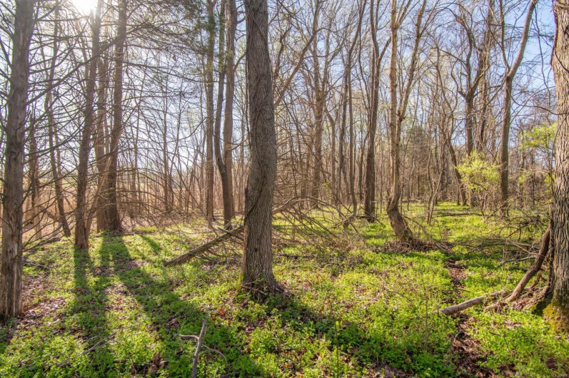7567 County Road 639, Dexter, Missouri 63841, ,Farm,For Sale,County Road 639,MAR25012042