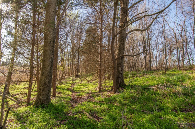 7567 County Road 639, Dexter, Missouri 63841, ,Farm,For Sale,County Road 639,MAR25012042