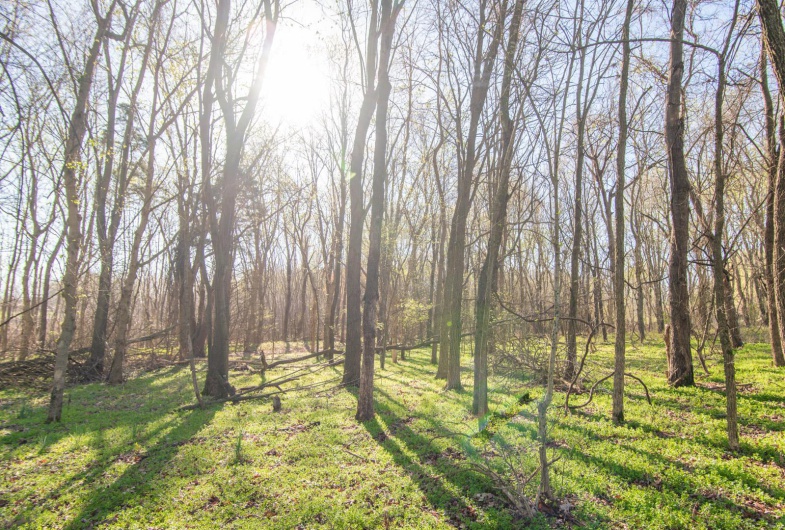 7567 County Road 639, Dexter, Missouri 63841, ,Farm,For Sale,County Road 639,MAR25012042