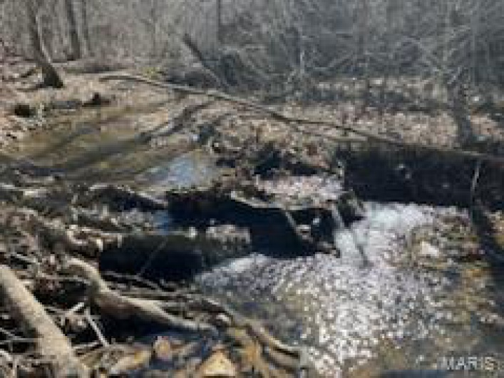 View of local wilderness