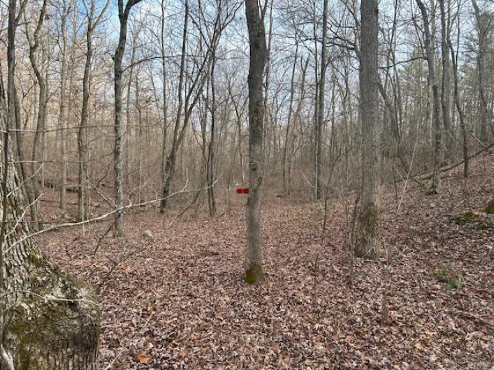 View of local wilderness