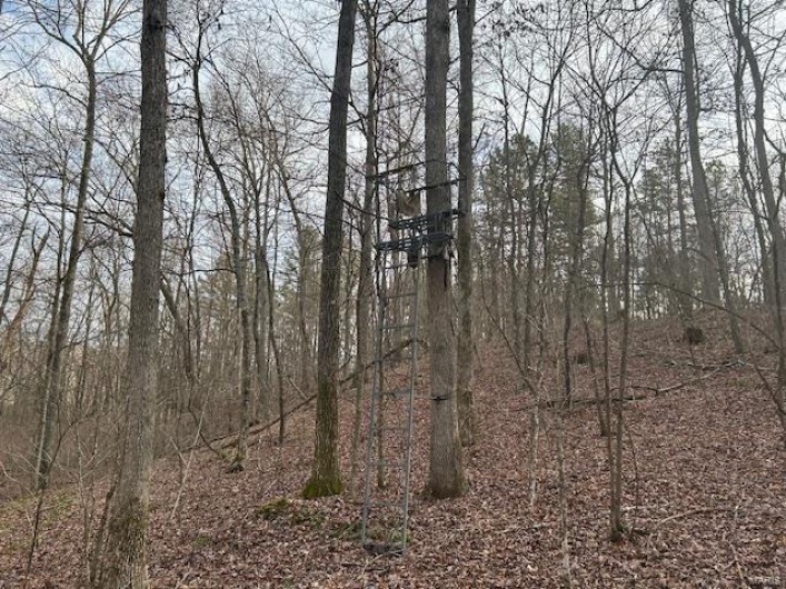 View of local wilderness