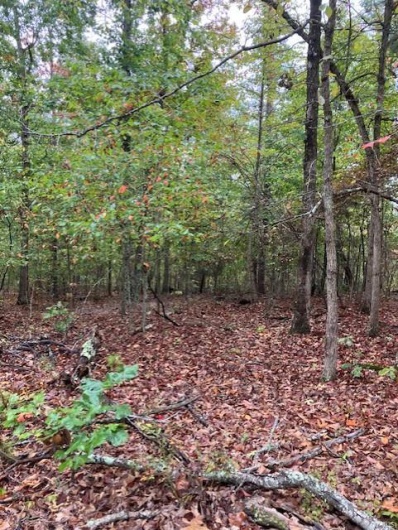 157 Madison CR 410, Fredericktown, Missouri 63645, ,Farm,For Sale,Madison CR 410,MAR25013383