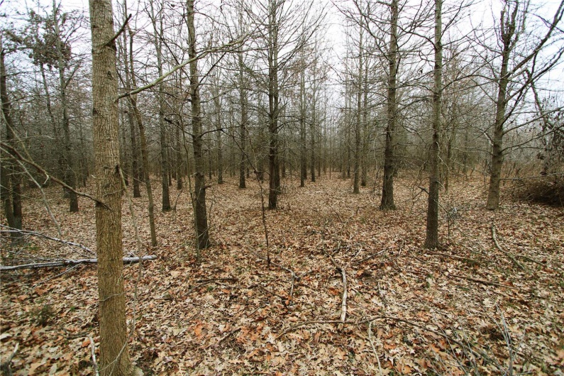 View of local wilderness