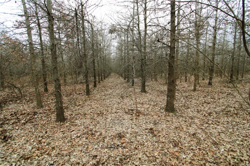 View of local wilderness