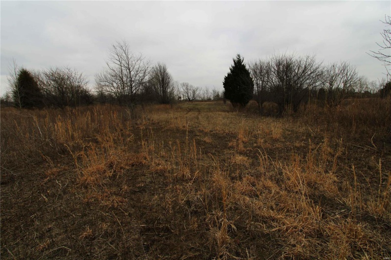 View of local wilderness