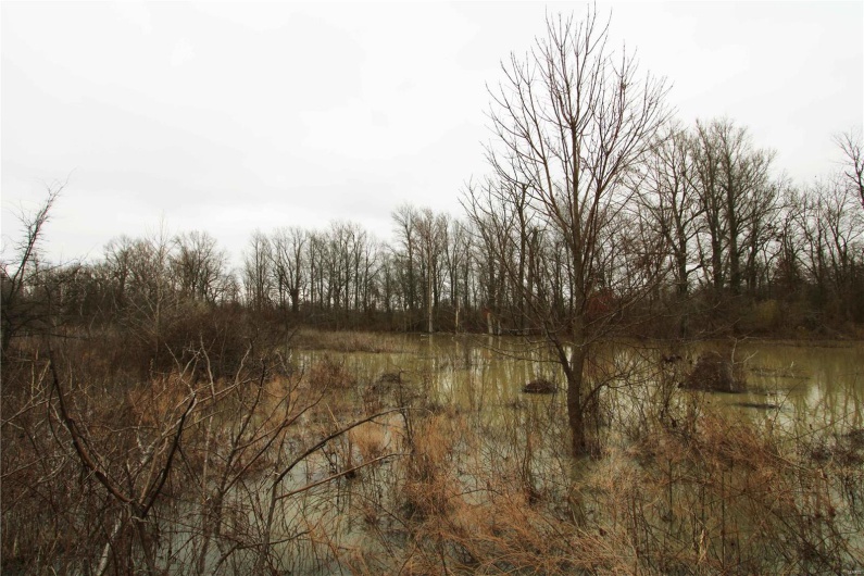View of nature