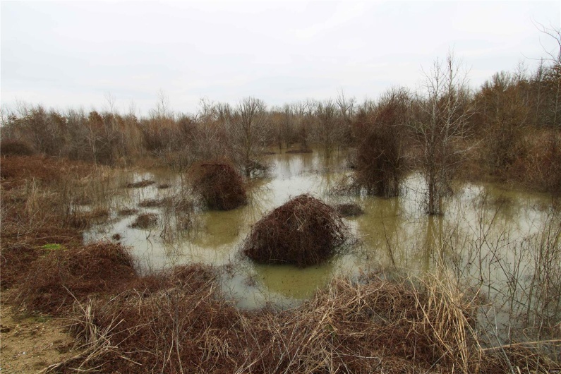 View of water feature with a view of trees