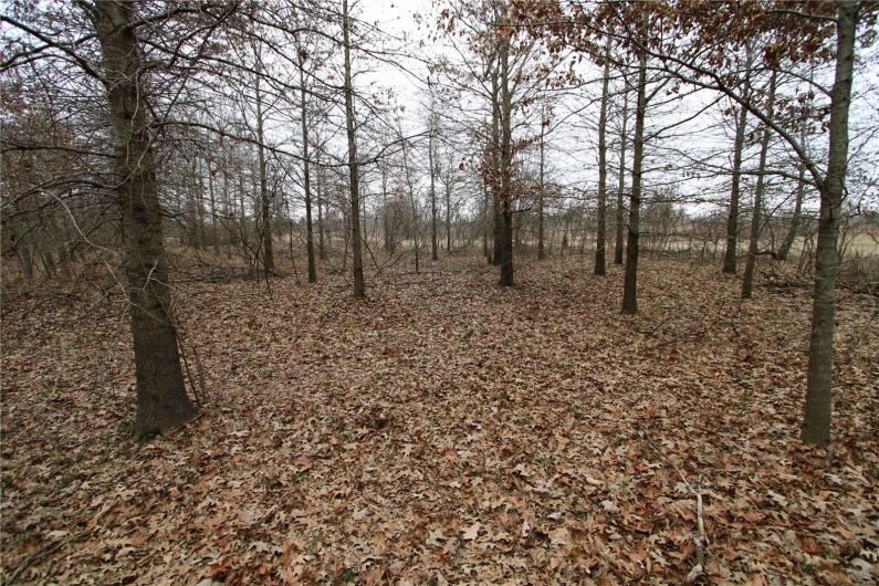 View of local wilderness